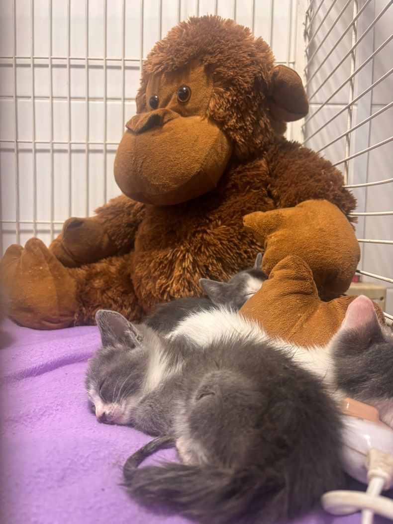 Varios de los gatos retirados de un apartamento fueron llevados a un refugio: "El lugar era insalubre"