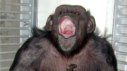 La chimpancé Ai, cuando tenía 23 años.