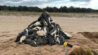 Animales muertos en Maldonado: denuncian pesca ilegal
