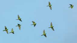 El Ejército participará en el plan para el control de la cotorra de campo con uso de veneno