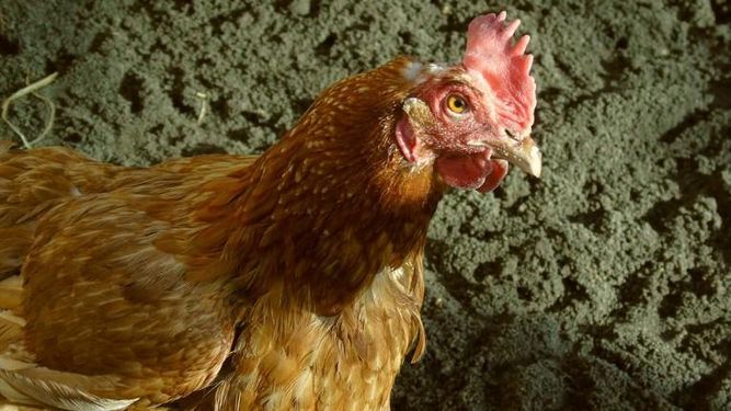 Habría que inocular a cientos de miles de aves, dijo el director general de la Granja, Nicolás Chiesa.