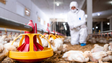 Gripe aviar: MSP emitió recomendaciones y pidió estar alerta ante la aparición de una serie de síntomas.