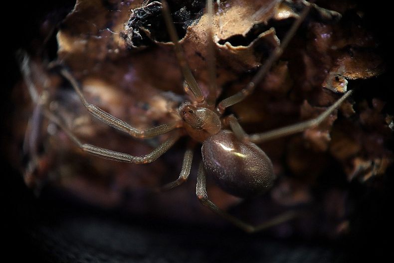 Araña del rincón.