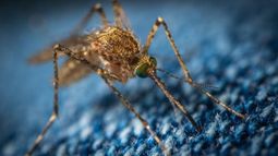 MSP estableció nuevos criterios para el diagnóstico de dengue, chikunguña y zika.
