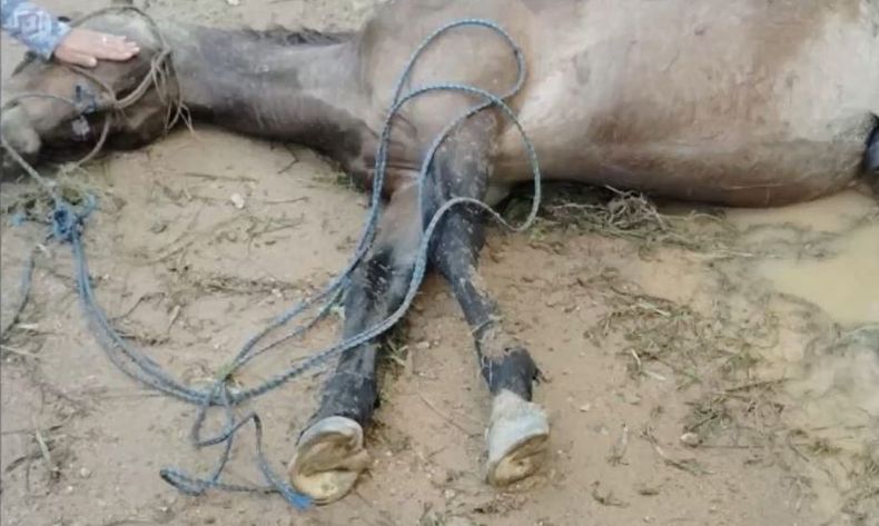 caballo muerto