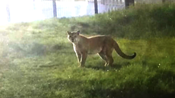Volvieron a ver al ejemplar de puma, esta vez en Lomas de La Tahona, pero no pudo ser capturado