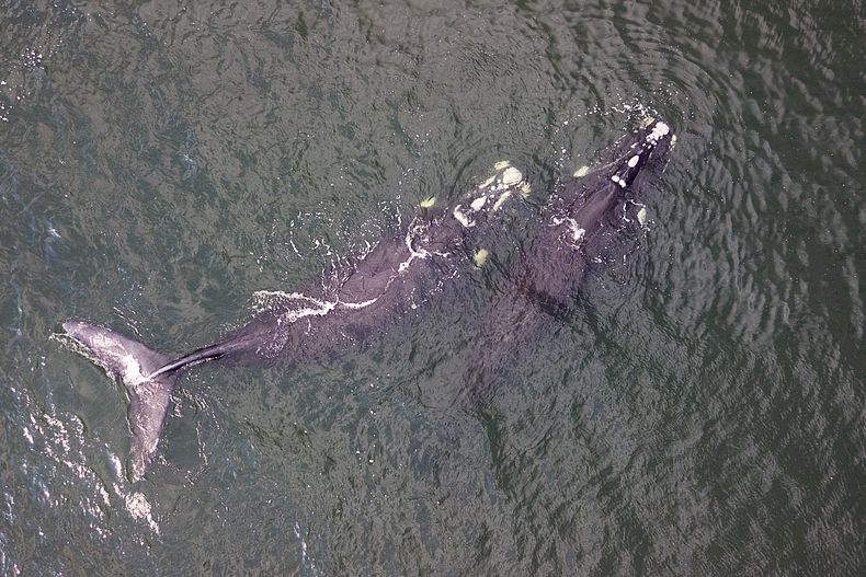 Ministerio de Turismo e intendencias de Rocha y Maldonado lanzaron temporada de ballenas