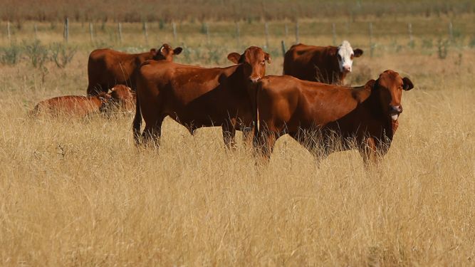Avanza acuerdo por Conexión Ganadera: acreedores podrían cobrar, entre todos, 35 millones de dólares