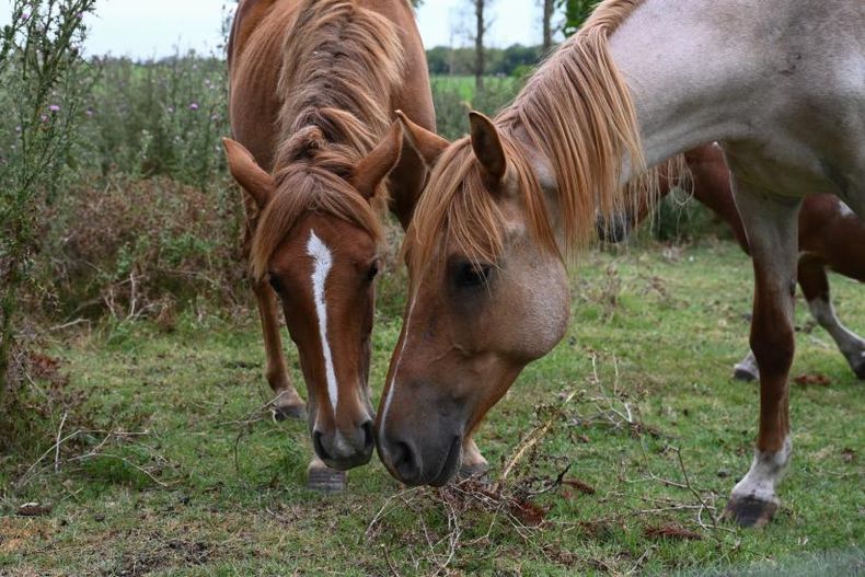 Operativo Centauro: entregaron 24 caballos en adopción a distintas familias