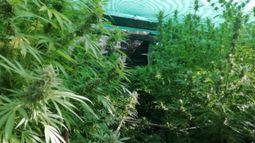 Incautaron plantas de cannabis y un arma de fuego en Canelones