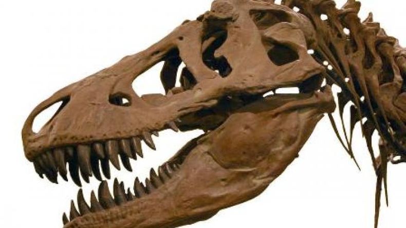 Hallan restos del dinosaurio más antiguo