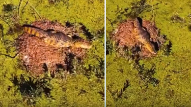 Yacaré en Valle del Lunarejo.