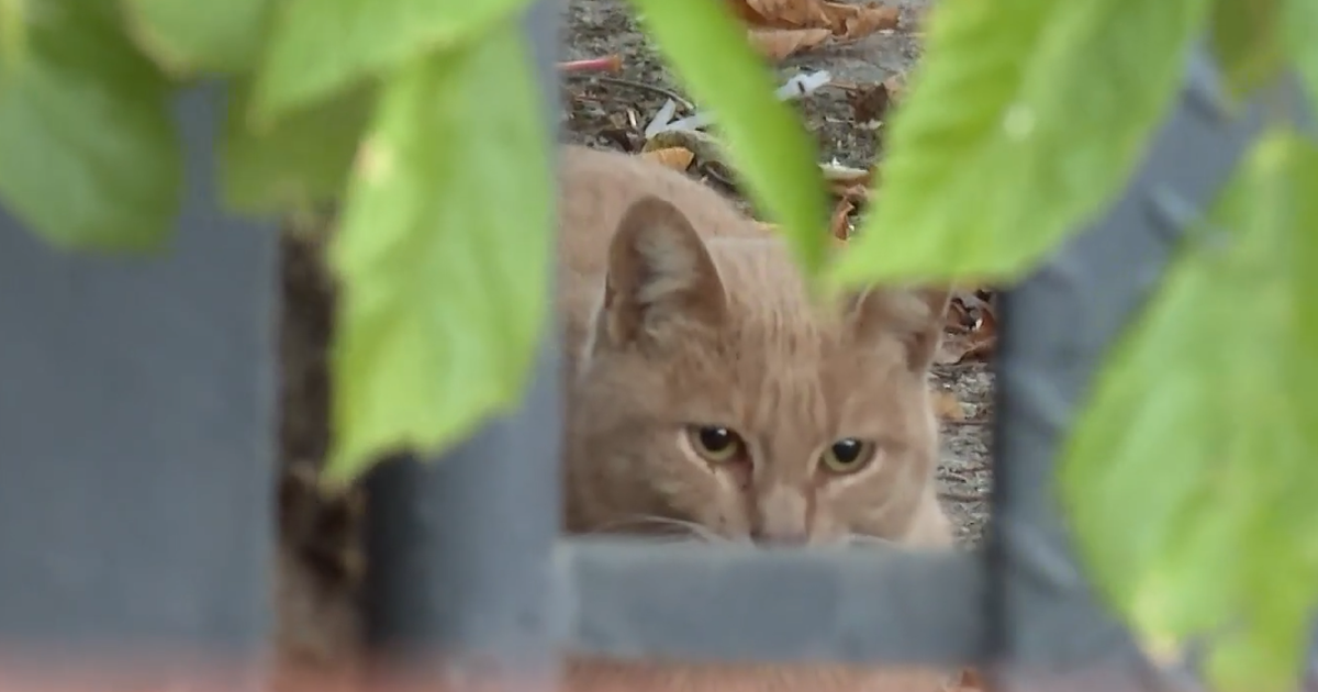 Vecinos de Jacinto Vera denuncian abandono de al menos 30 gatos en un local sin actividad