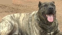 Pampero, el perro cimarrón de Cerro Largo, que triunfó en la Rural del Prado 2024