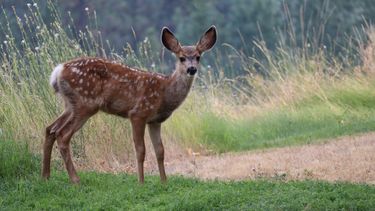 Denuncian estado deplorable de animales en reserva de Pan de Azúcar