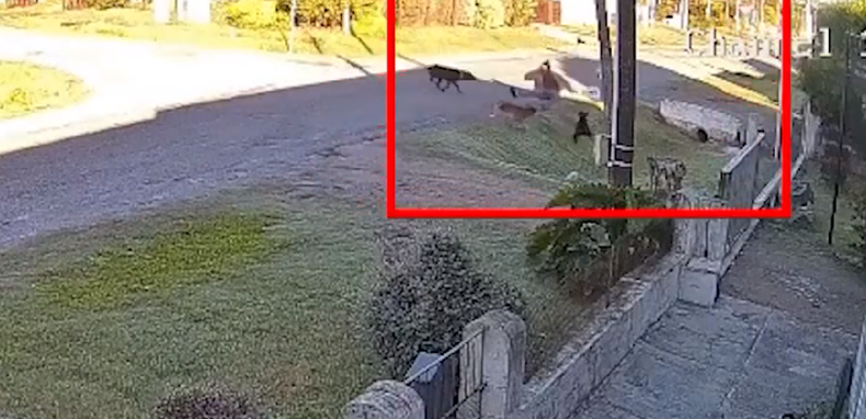 Una joven fue atacada por perros en Nueva Helvecia y sufrió varias heridas en la cabeza