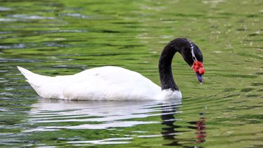 Detectan foco de gripe aviar en Laguna Garzón.&nbsp;