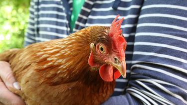 Gripe aviar: ¿Qué posibilidades hay de que se transmita a humanos y qué medidas tomar?