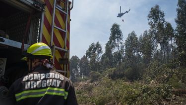 Incendio en Cerro del Toro.