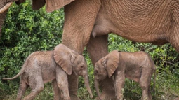 Nacen elefantes gemelos en Kenia, un hecho poco frecuente.