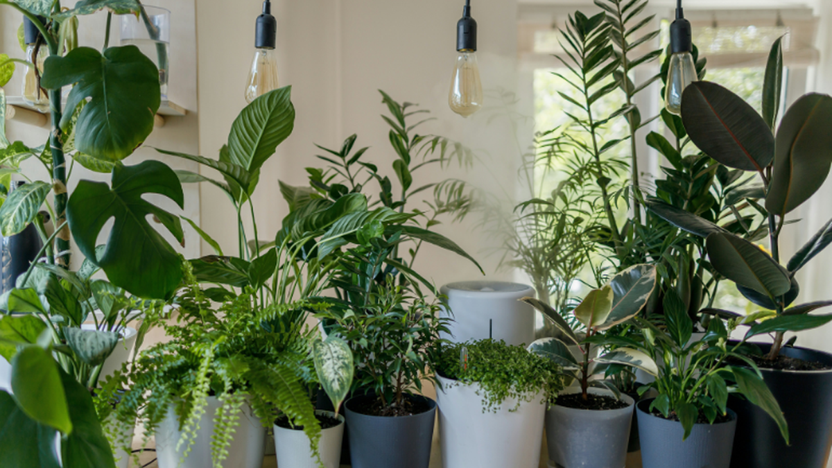 indoor plant pot stand 4-Tier Plant Stand, Multiple Potted Plants Holder Corner Flower Shelf main image 0