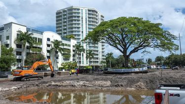 El árbol de la lluvia que estaba amenazado por un desarrollo urbanístico en Fort Lauderdale.