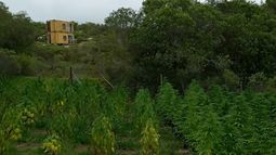 Policía de Maldonado incautó 746 plantas de marihuana