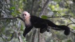Ordenan investigación por fuga de un mono del zoológico de Villa Dolores