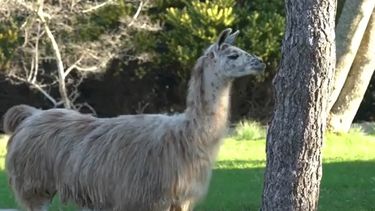 Parque Lecocq reabre sus puertas al público este sábado
