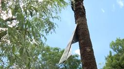 Las consecuencias del temporal en Joanicó: casa perdió su techo y una chapa terminó incrustada en una palmera