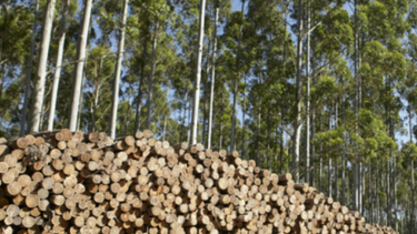 Yamandú Orsi lamentó envió a seguro de paro de trabajadores de Lumin pero descartó trabas arancelarias