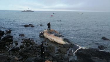 Remolcaron a una ballena que apareció muerta en Piriápolis