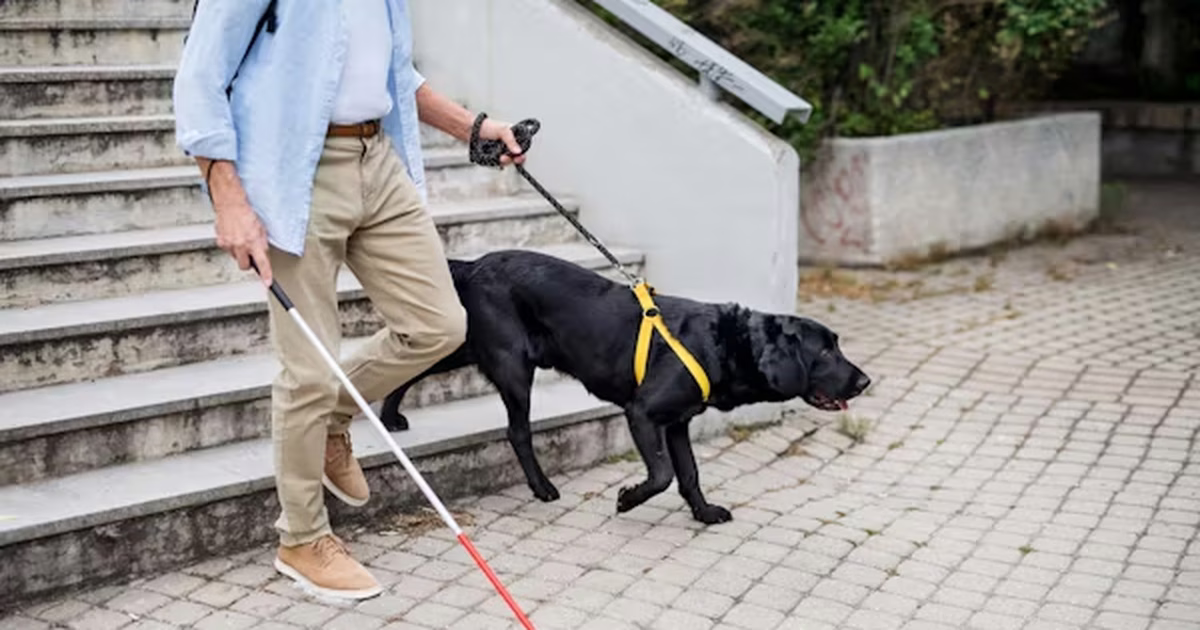 El impacto de los perros guía en personas ciegas: la lista de espera y los límites de formación