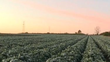 Heladas, producción agrícola y desafíos.