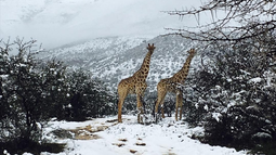 Nieve sorprende en África: un fenómeno inusual cubre de blanco la región