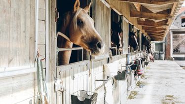 Murieron 137 caballos por encefalitis equina en un mes en Uruguay.