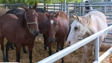 Primer caso de encefalitis equina.