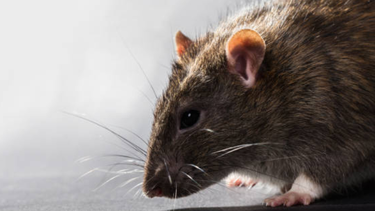 Rastas en jardín de Casabó.&nbsp;