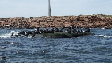 Isla de Lobos