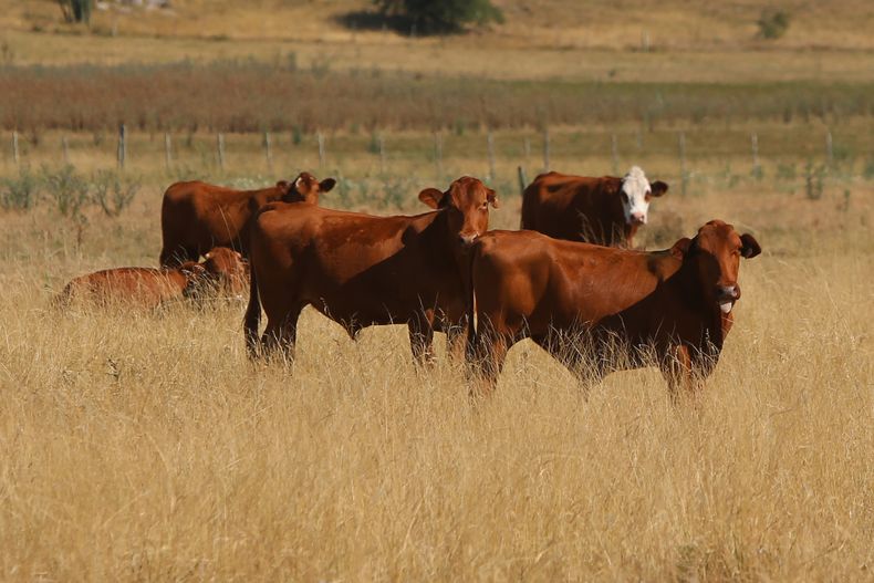 vacas-ganado-abigeato-focouy.jpg