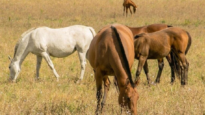 Rando aseguró que no hay casos de encefalitis en humanos.