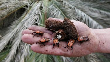 El picudo rojo en Uruguay: una plaga fuera de control que amenaza las palmeras del país