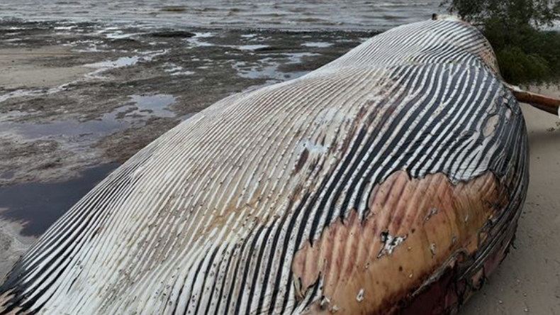 Ballena de 15 metros apareció muerta en playa de Colonia