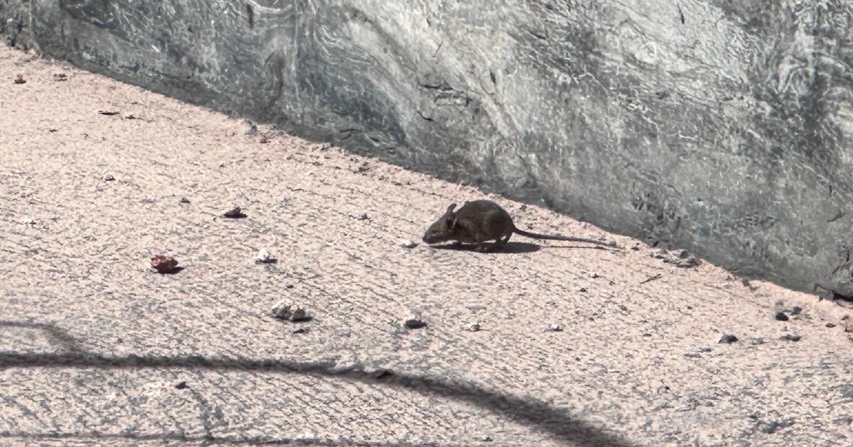 Qué es y cómo se contagia el hantavirus, el virus que causó la muerte de tres personas en un crucero