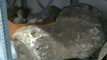 Robaron fósiles de un museo y los vendían por internet