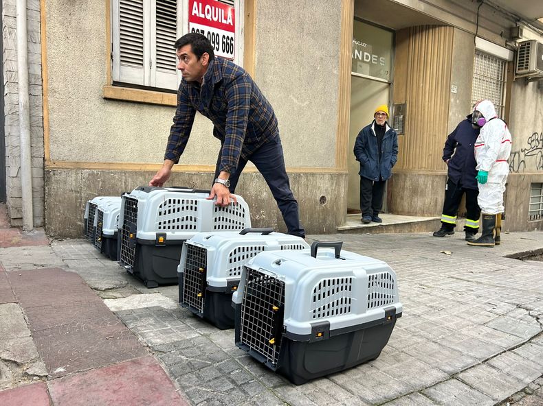 Finalizó el operativo por los gatos: retiraron a los últimos animales y desinfectaron el apartamento