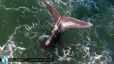 Ballenas UY