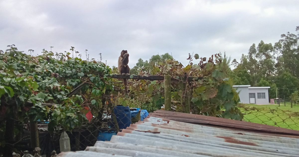 Insólito: un mono apareció en un predio rural en Progreso, comió frutas y robó huevos de un gallinero