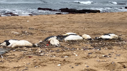 Unos 5.000 pingüinos aparecieron muertos en La Paloma.