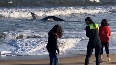 Abandonan rescate de la ballena encallada en Laguna de Rocha